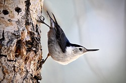White-breasted Nuthatch at nesting hole 4/3/2021 Walker River NorCal